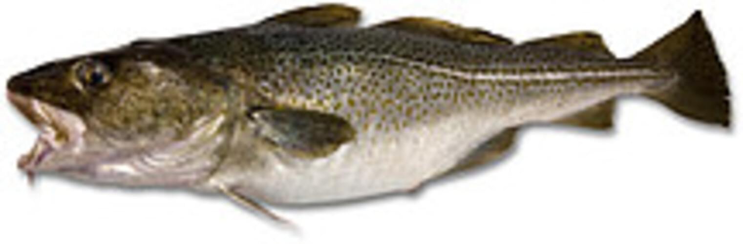 USDA cod Atlantic Fish 1 , Nutrition Information Innit