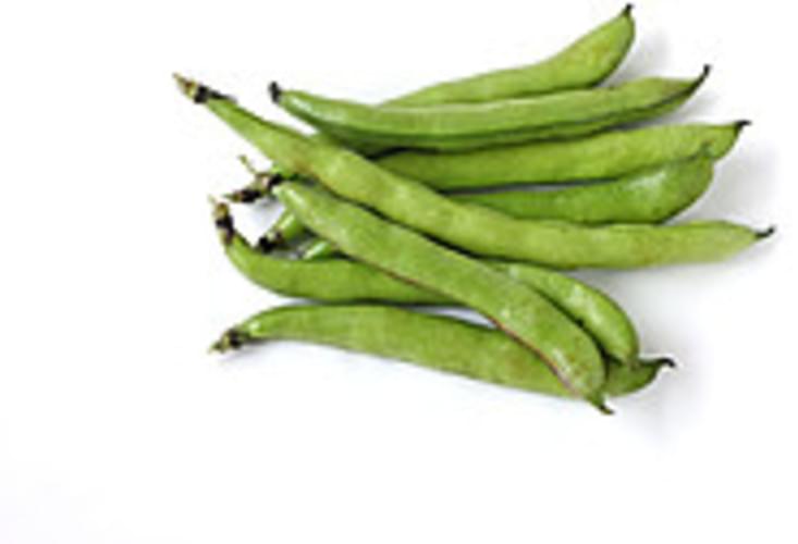 USDA mature seeds Broadbeans (fava beans) - 1 c